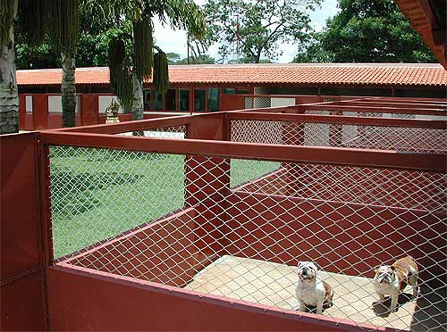 animais_2