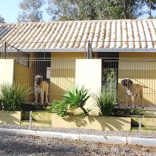 animais_31