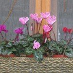 flores_5_640x444