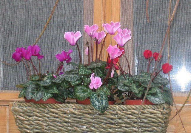 flores_5_640x444